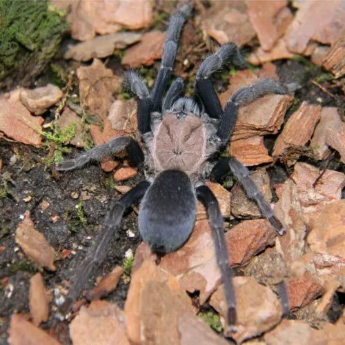 22952 tarantula handling techniques