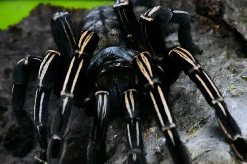 22952 tarantula safe environment