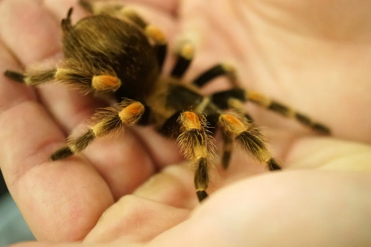 22953 handling tarantula