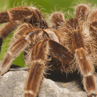 /img/22953-tarantula-close-up.webp