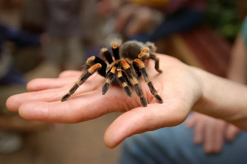 22953 tarantula species diversity
