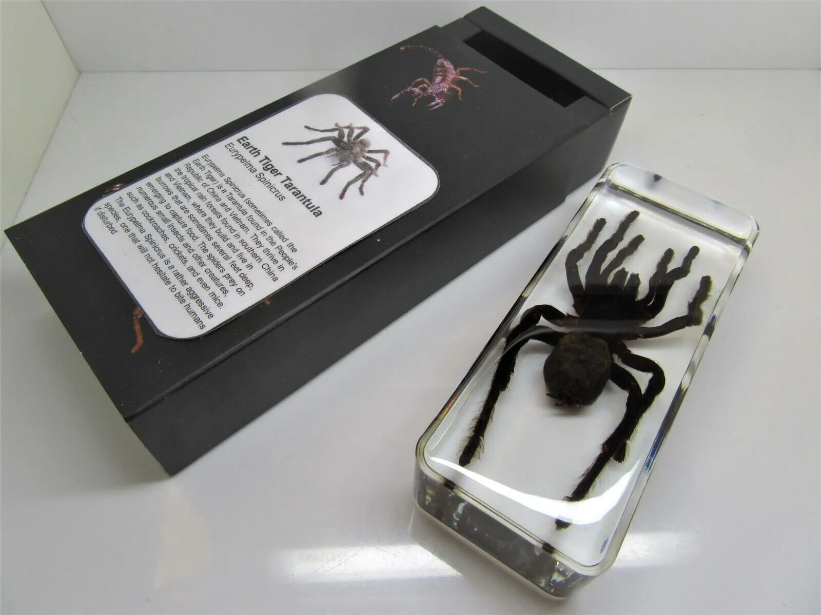 22954 tarantula spider uk behavior