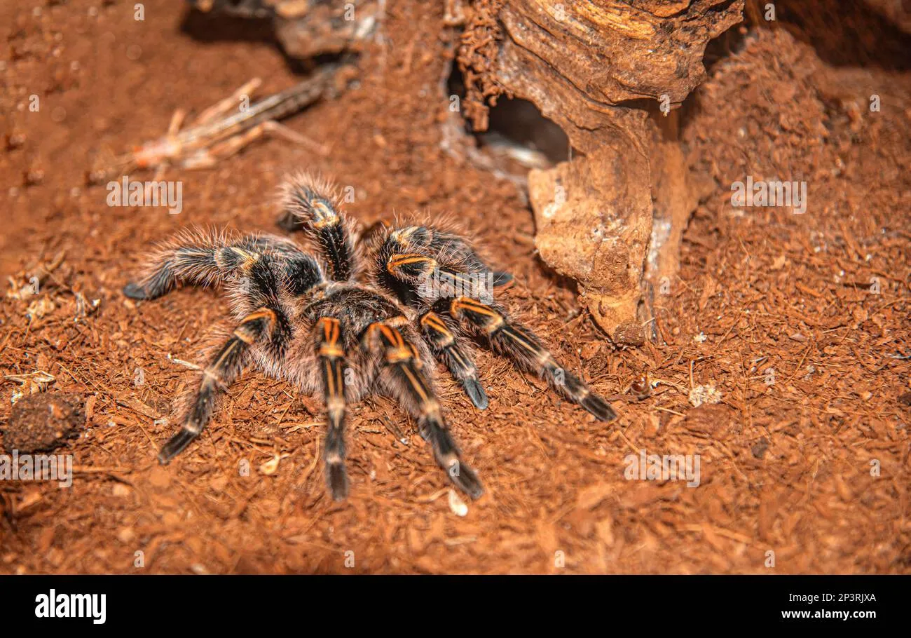 22954 tarantula spider uk habitat
