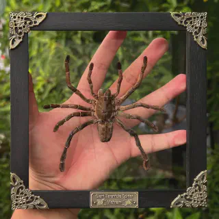 /img/22954-tarantula-spider-uk-identification.webp