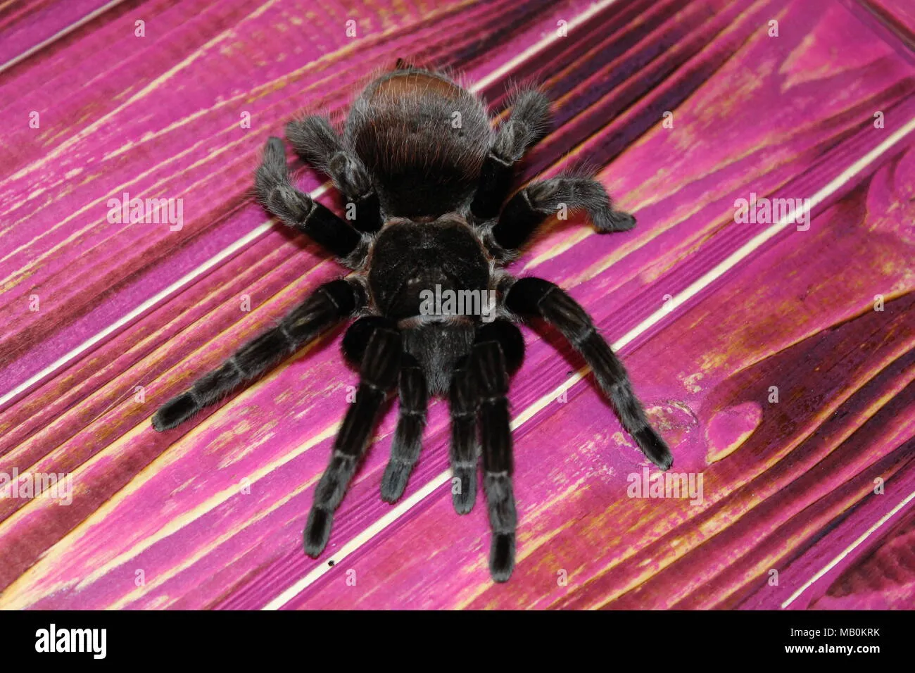 22954 tarantula spider uk size