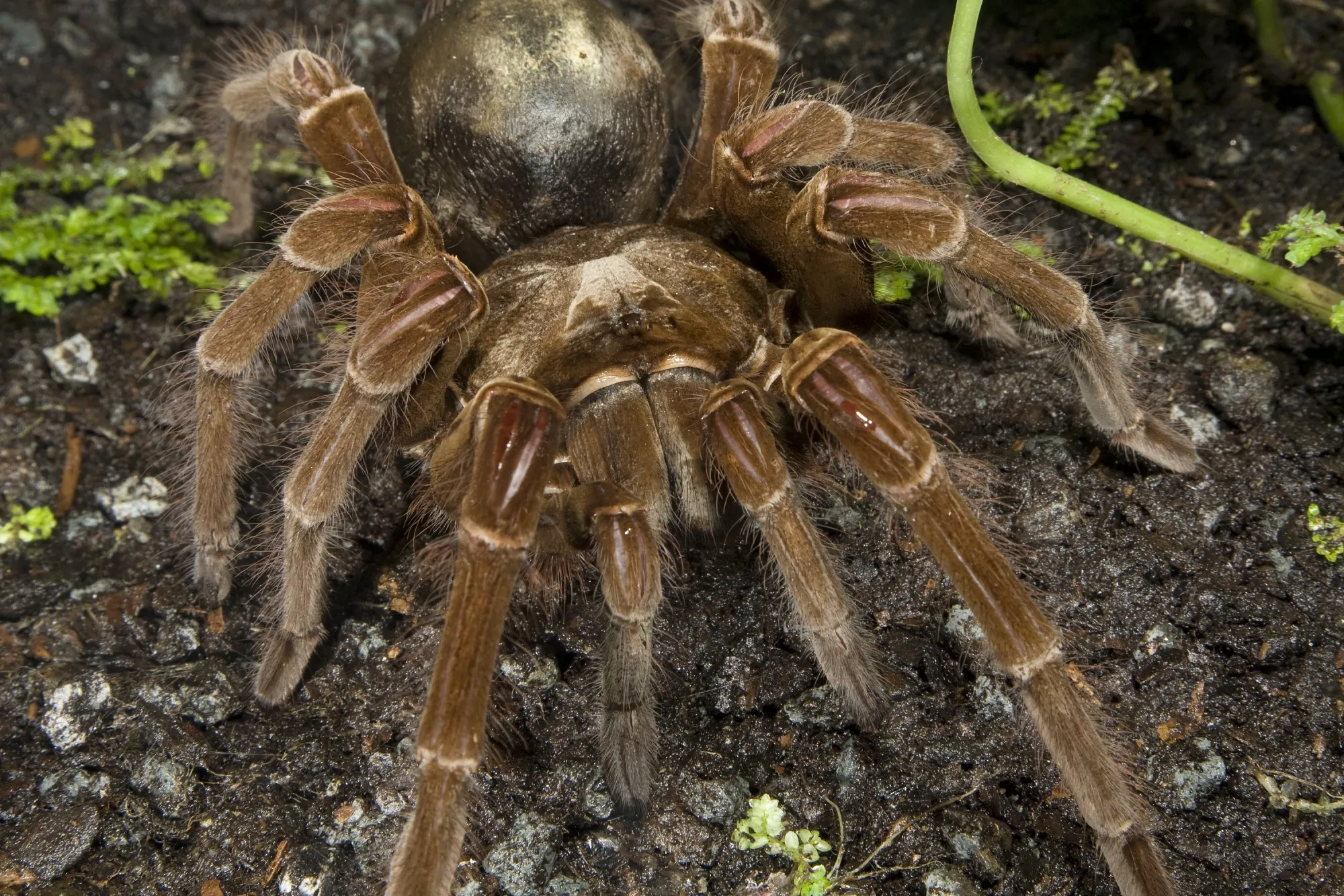 /img/22956-goliath-birdeater-tarantula-conservation.webp