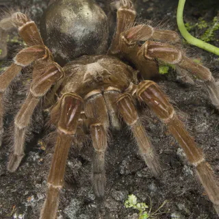 /img/22956-goliath-birdeater-tarantula-conservation.webp