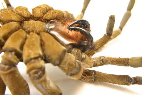 22956 goliath birdeater tarantula ng