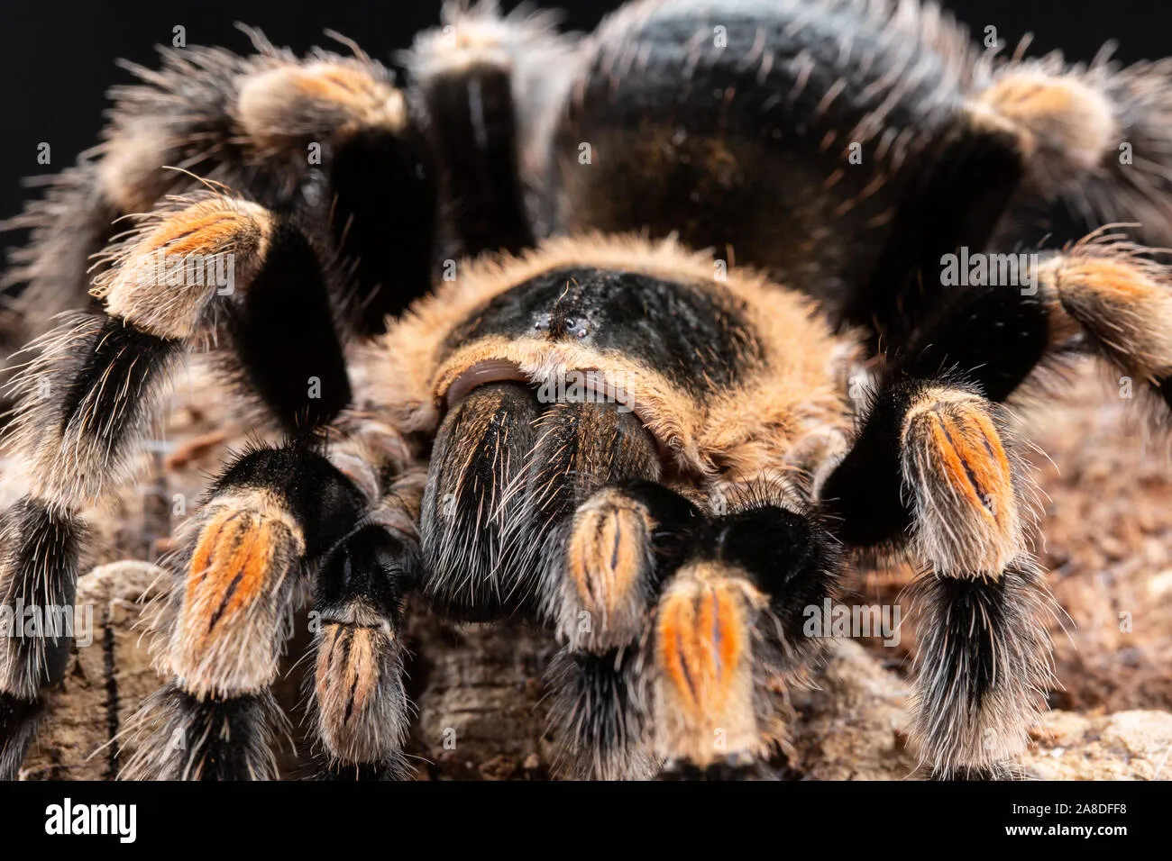 22958 tarantula handling