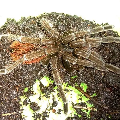 22958 tarantula health