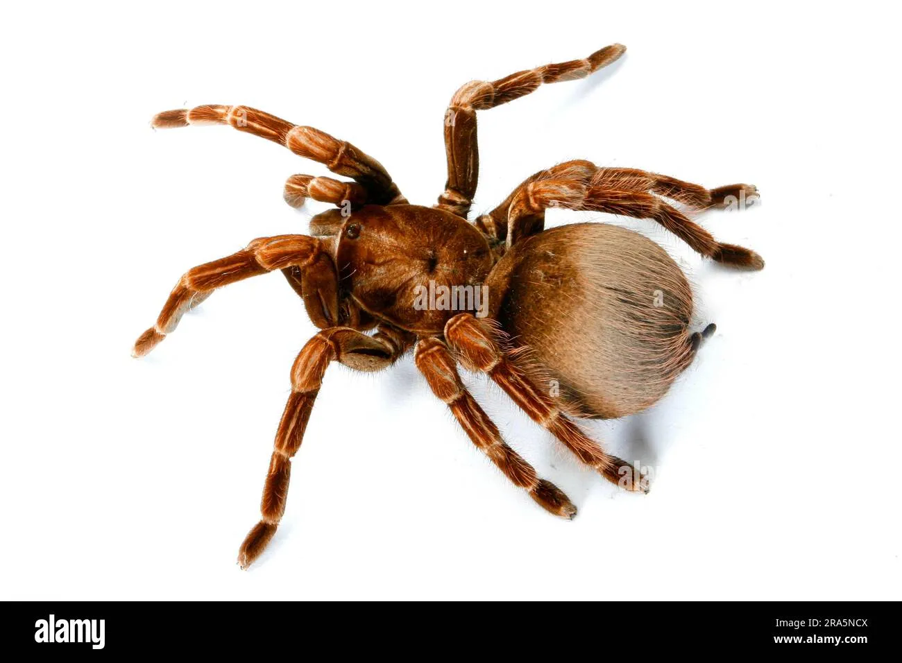 22958 tarantula substrate