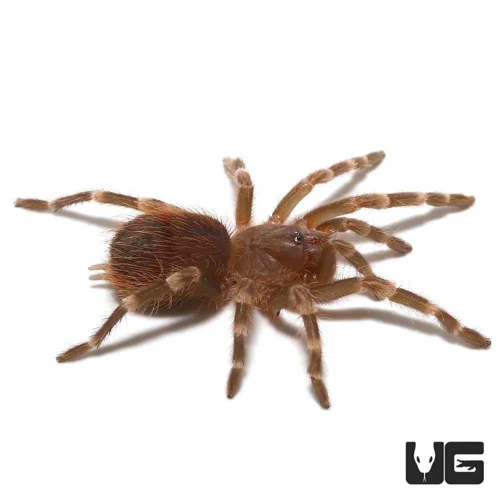 /img/22958-tarantula-water.webp