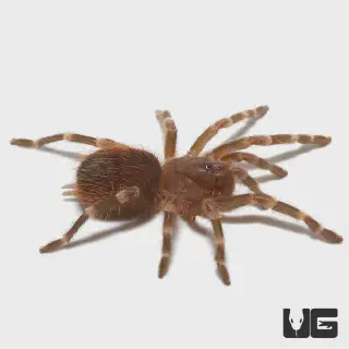 /img/22958-tarantula-water.webp
