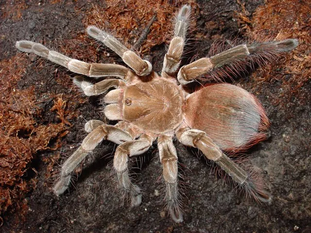 22966 tarantula for sale toronto deal2