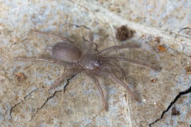22966 tarantula for sale toronto feeding