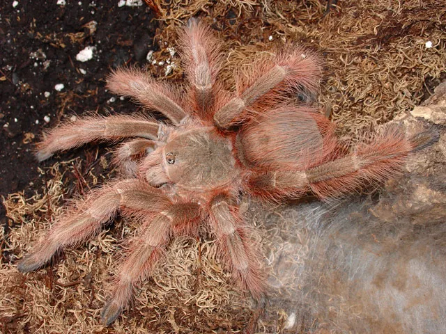 22966 tarantula for sale toronto research