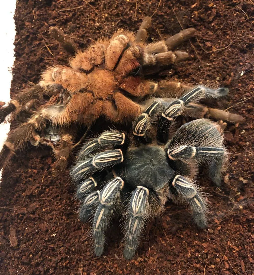 22968 striped knee tarantula habitat
