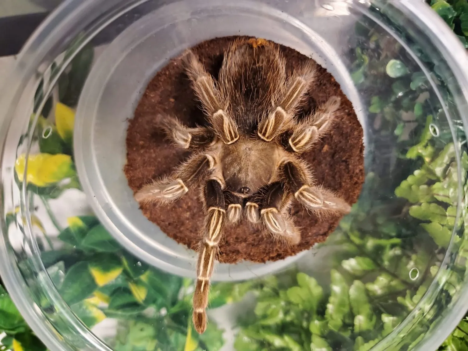 22968 tarantula molting