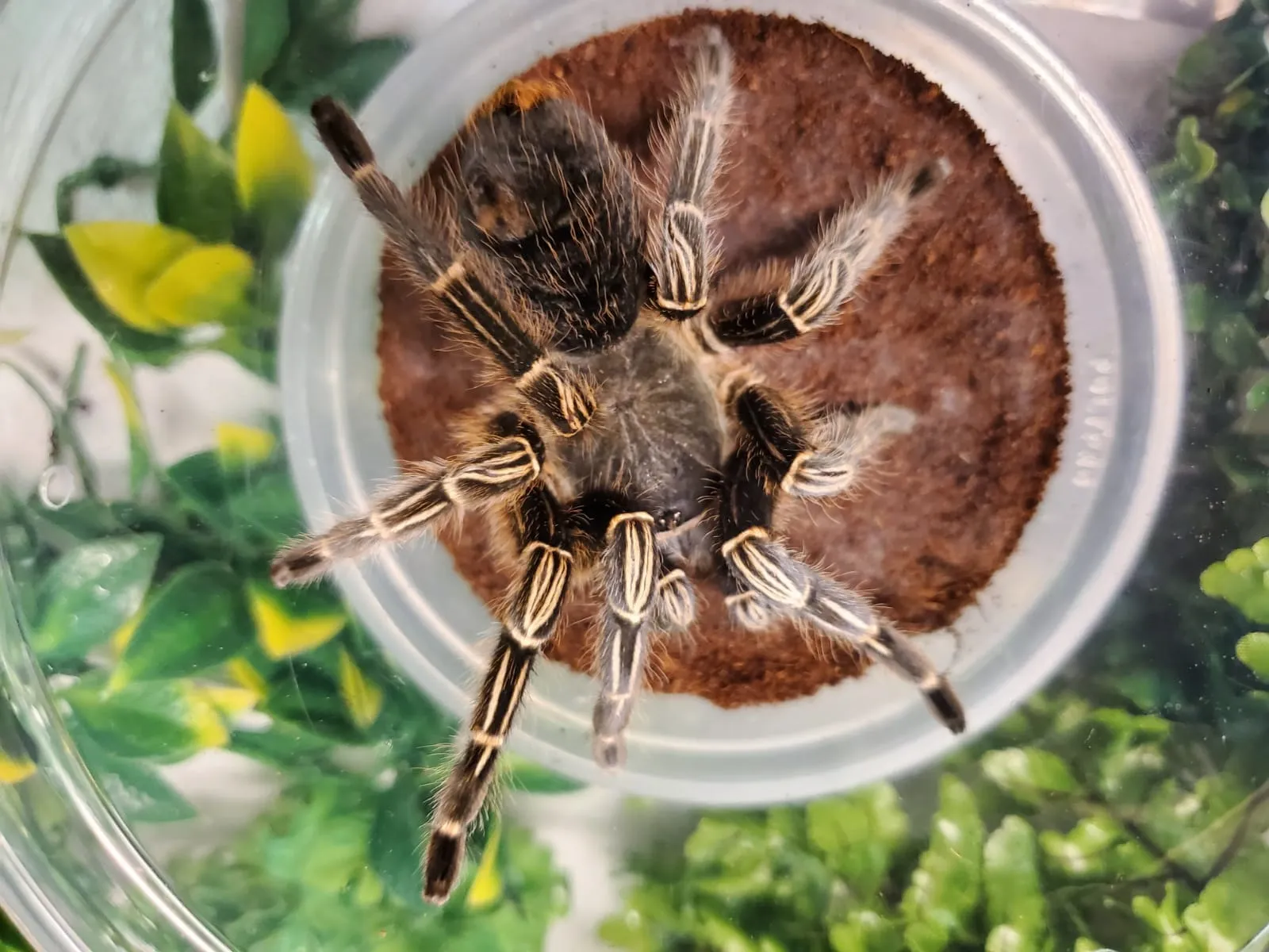 22968 temperature control tarantula