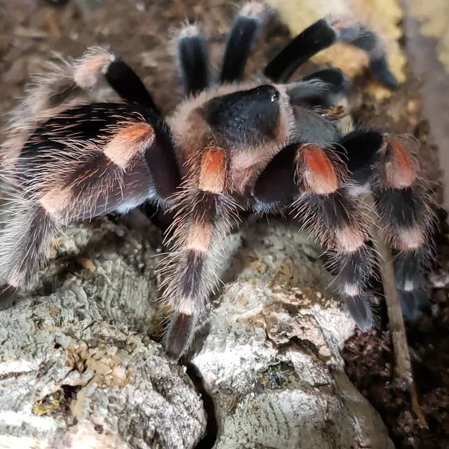 22970 red knee tarantula markings