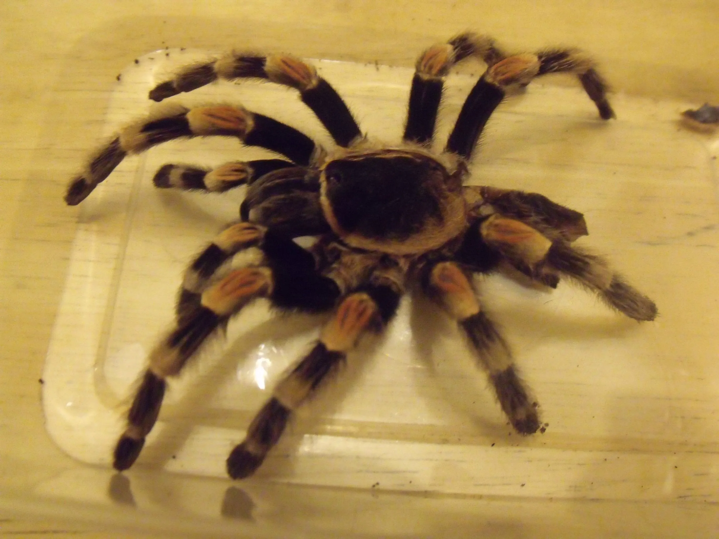 22970 red knee tarantula size comparison