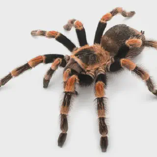 /img/22971-tarantula-lifespan.webp