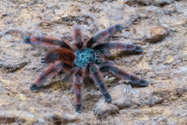 22971 tarantula silk