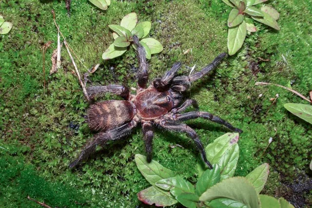 22971 tarantula venom